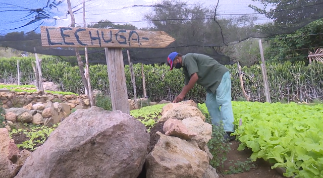 Guantanamero vinculado a la agricultura urbana, suburbana y familiar para la producción de alimentos