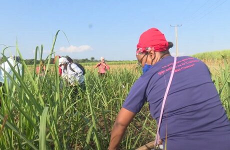 Trabajadores guantanameros apoyan recuperación cañera