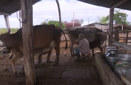 Sector ganadero en Guantánamo por consolidar sus resultados