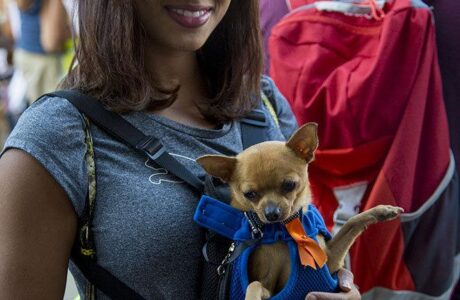 Prevalece en Cuba la voluntad de garantizar el bienestar animal