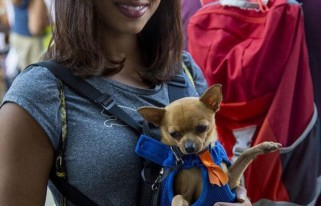 Prevalece en Cuba la voluntad de garantizar el bienestar animal