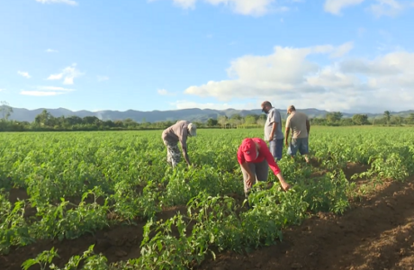 Crean nuevos colectivos agropecuarios en zonas productivas de Guantánamo