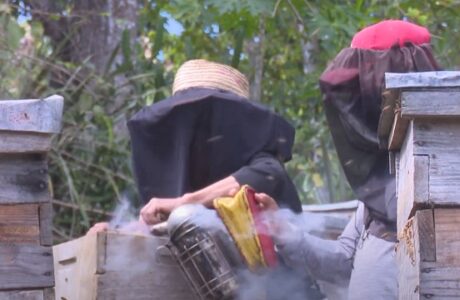 La apicultura presente en el Plan Turquino guantanamero