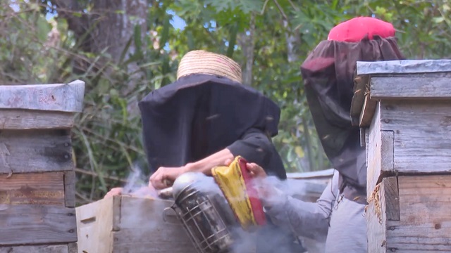 La apicultura presente en el Plan Turquino guantanamero