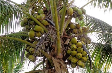 El Coco: en busca del trono perdido