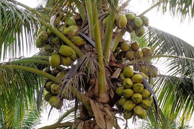 El Coco: en busca del trono perdido