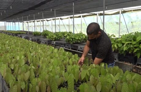 Aseguran en Baracoa posturas para cultivo de cacao