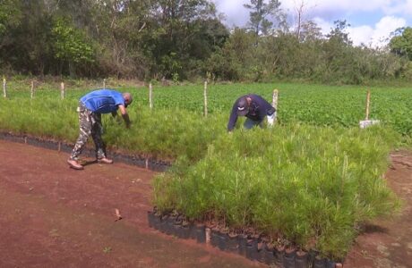Avanza reforestación en zonas montañosas de Guantánamo