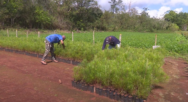 Avanza reforestación en zonas montañosas de Guantánamo