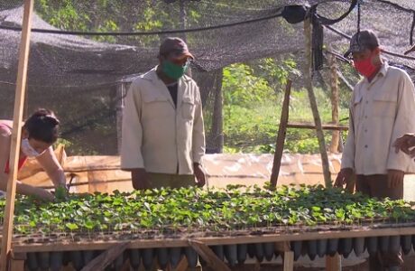 Apoyan especialistas del Centro para el Desarrollo de la Montaña recuperación cafetalera en Guantánamo