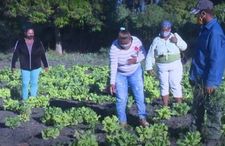 Aplican en Guantánamo alternativas naturales para garantizar sanidad vegetal