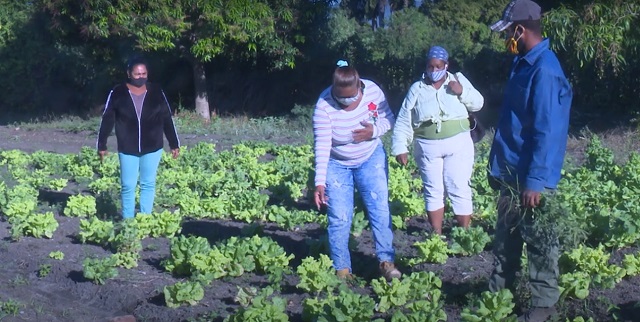 Aplican en Guantánamo alternativas naturales para garantizar sanidad vegetal