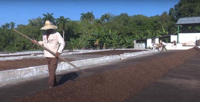 Agroforestales de El Salvador aspiran a incrementar aporte de café oro