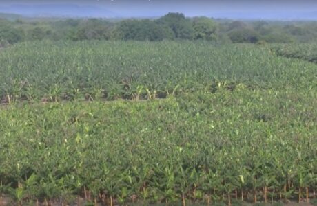 Chequean en Guantánamo marcha del programa de producción de alimentos
