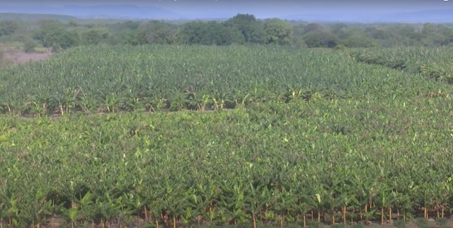 Chequean en Guantánamo marcha del programa de producción de alimentos