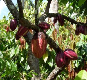 Garantizan en Baracoa semillas de calidad para la producción cacaotera de Cuba