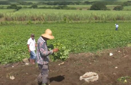Cooperativistas guantanameros contribuyen con autoabastecimiento territorial