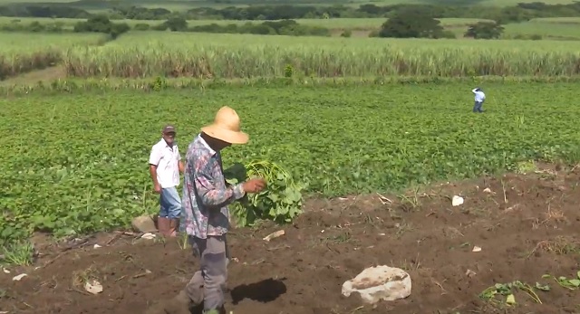 Cooperativistas guantanameros contribuyen con autoabastecimiento territorial