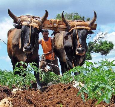 Guantánamo: Avanza cooperación entre productores de frijol y el PMA