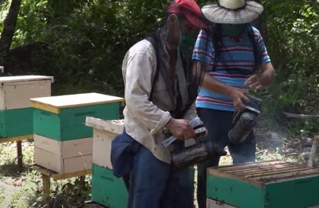 Impulsan en Baracoa, Guantánamo, producción de miel para la exportación