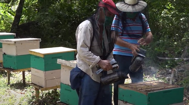 Impulsan en Baracoa, Guantánamo, producción de miel para la exportación