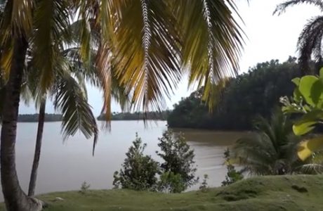 Implementan acciones para mantener el equilibrio de ecosistema en Parque Nacional Alejandro de Humboldt