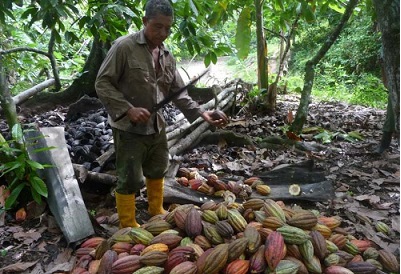 Baracoa, Guantánamo: Cacaoteros enfrentan con eficiencia adelanto de la cosecha