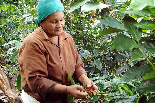 Maduración tardía afecta cosecha de café en Baracoa