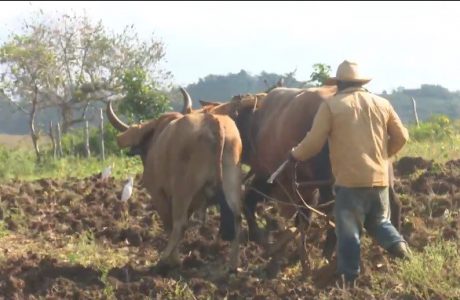 Avanza siembra de frío de cultivos varios en Guantánamo
