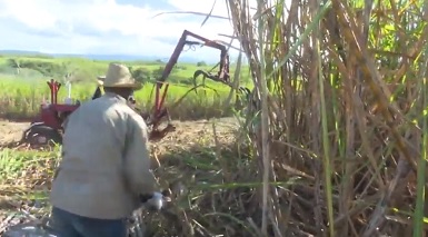 Colectivos cañeros en Guantánamo listos para la zafra azucarera